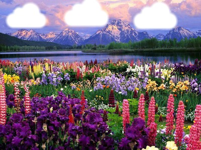 paysge montagnes et fleurs
