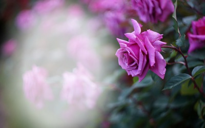 Розы Фотомонтаж