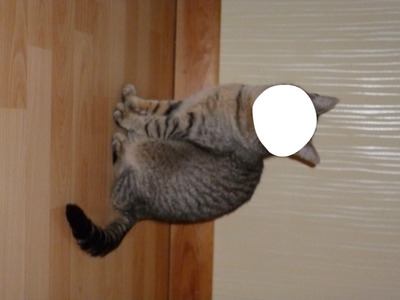 Cat Selfie Fotomontāža