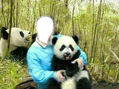 Panda Fotomontáž