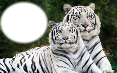 tigris Fotomontáž