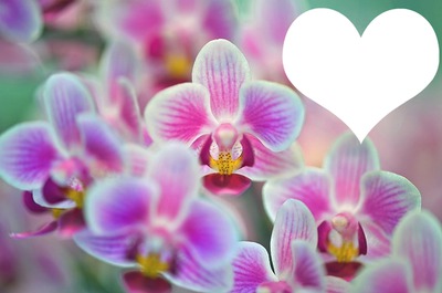 orchidée Φωτομοντάζ