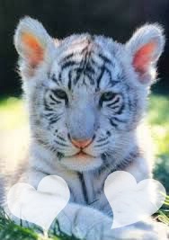 tigre blancs coeur Fotomontažas