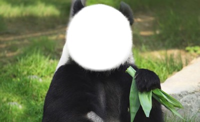 Ta tete dans le corp d'un panda Montage photo