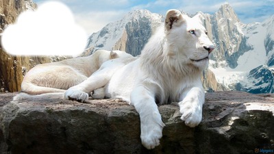 mountain lion Фотомонтаж
