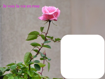 la vie en rose Fotomontage