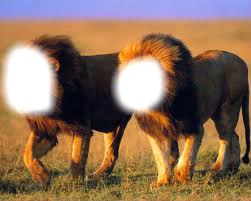 couple de vieux lions Photo frame effect