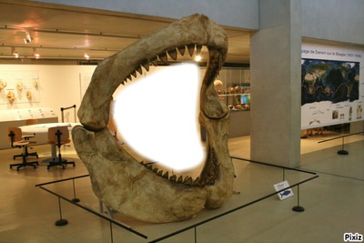 bouche de requin Photo frame effect