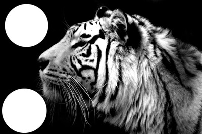 Бял Тигър Фотомонтаж