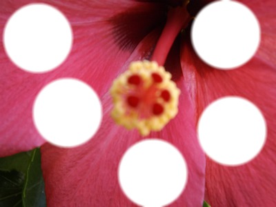 fleur Fotomontaža