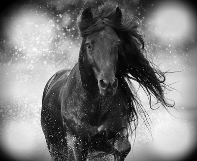 cheval Fotoğraf editörü