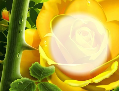 Rose jaune-épines フォトモンタージュ