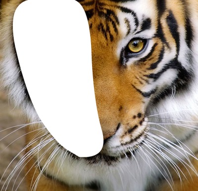 tête de tigre Фотомонтаж