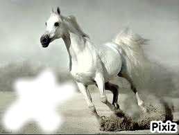 cheval blanc Fotomontáž