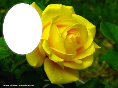 roses jaunes Fotomontasje