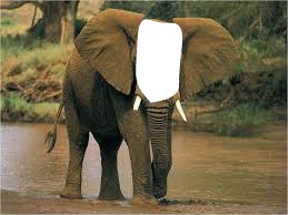 petit elephant Photo frame effect
