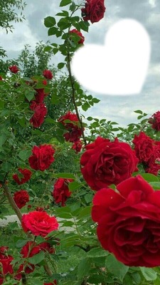 Roses Photomontage