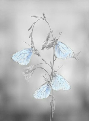 papillon Fotomontasje