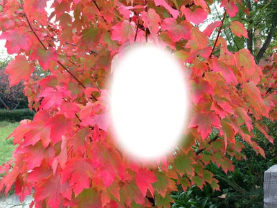 autumn tree Fotómontázs