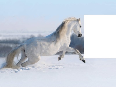 le cheval d blanc dans la neige Montaje fotografico