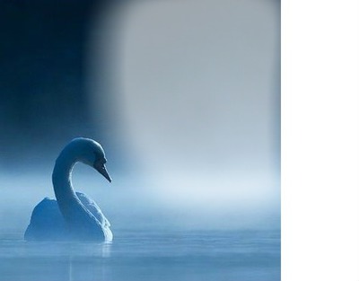 swan Photo frame effect