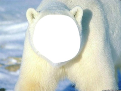 oso polar Montaje fotografico