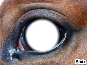 oeil de cheval Fotomontaža