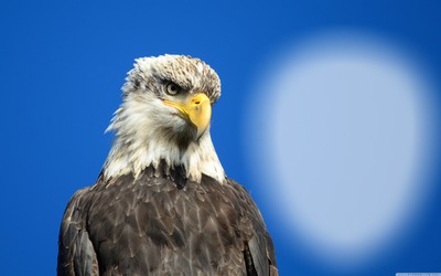Eagle Фотомонтажа