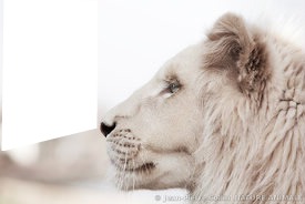 le roi lion Photo frame effect