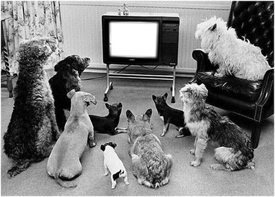 TV pour chiens フォトモンタージュ