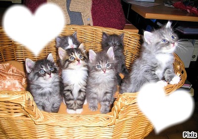 *Famille Chatons* Photo frame effect