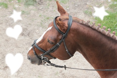 Simplement amoureuse des chevaux <3 Fotomontaż