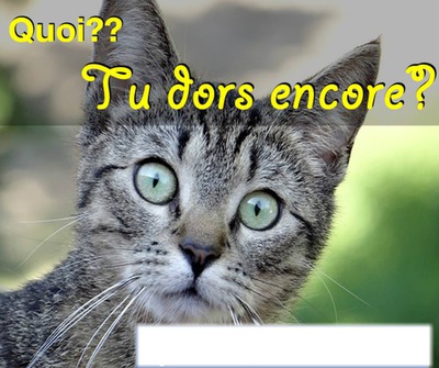chat alors Photo frame effect