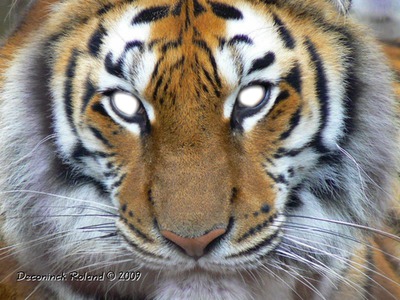 regard du tigre Montage photo