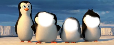 pinguins Montaje fotografico