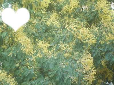 fleurs de mimosas Montaje fotografico