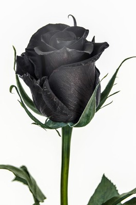 Rosa negra Фотомонтаж