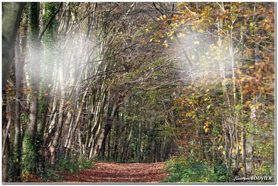 foret Montage photo