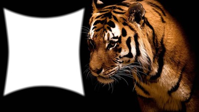 tigre Fotomontagem