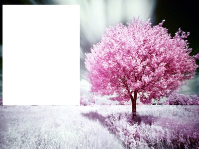 arbol rosa Fotomontasje