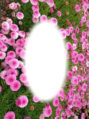 pink flowers Photo frame effect