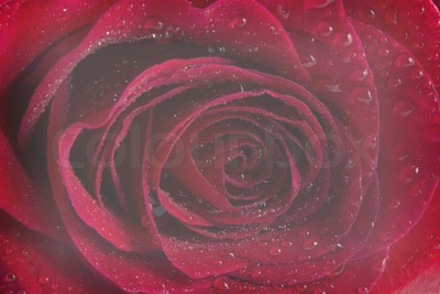 Rosa Roja bonita Fotomontasje