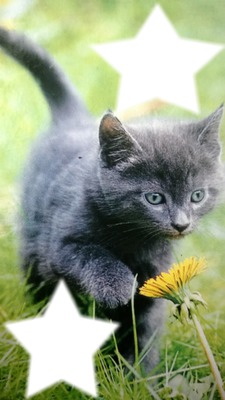 chaton gris Fotomontagem
