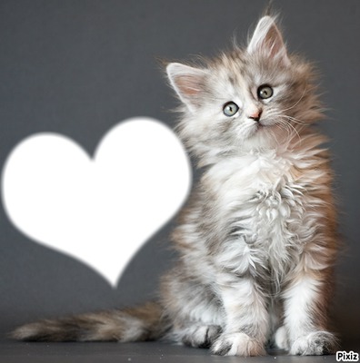 chat love^^ Montage photo
