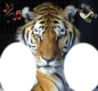 le tigre Fotomontažas
