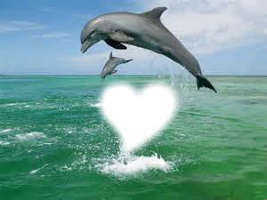 coeur dauphin Фотомонтажа
