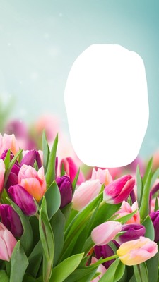 Tulip Photomontage
