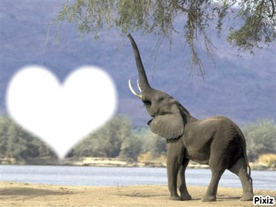 i love elephant Montaje fotografico