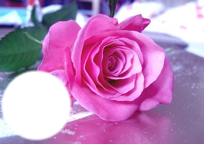 Rose tendresse/* Фотомонтажа