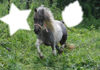 cheval en pleine nature Fotomontāža